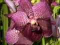 Vanda