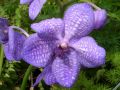 Vanda