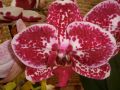 Phalaenopsis