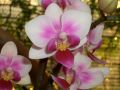 Phalaenopsis