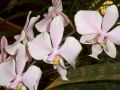 Phalaenopsis stuartiana