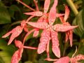 Renanthera matutina