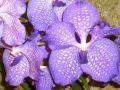 Vanda 