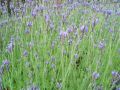 Lavandula multifida 