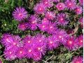 Delosperma cooperi - delosperma