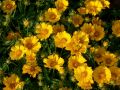 Coreopsis grandiflora 