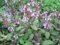 Salvia officinalis 