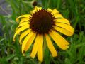 Echinacea paradoxa - třapatkovka