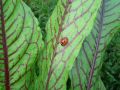 Rumex sanguineus ssp. sanguineus - šťovík krvavý