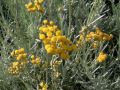 Helichrysum italicum - smil italský, kari, maggi koření