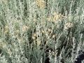 Helichrysum italicum ssp.serotinum 