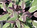 Salvia officinalis 