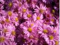 Aster dumosus 