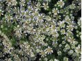 Aster ericoides 