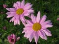 Chrysanthemum ( syn. Tanacetum ) coccineum 