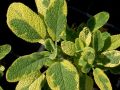 Salvia officinalis 