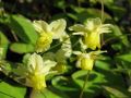 Epimedium versicolor 