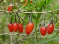 Lycium chinense - kustovnice čínská, goji