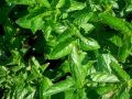 Mentha spicata 