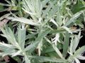 Artemisia ludoviciana 