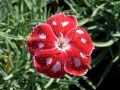 Dianthus 