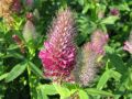 Trifolium rubens - jetel červenavý