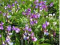 Lathyrus vernus - hrachor jarní, lecha jarní