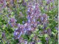 Nepeta faassenii 