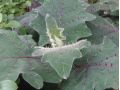 Solanum quitoense - narančila