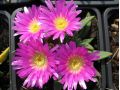 Delosperma sutherladii - delosperma