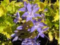 Campanula garganica 