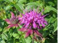 Monarda menthifolia - monarda, zavinutka