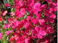 Dianthus deltoides 