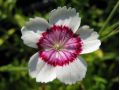 Dianthus deltoides 