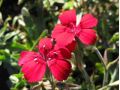 Dianthus deltoides 