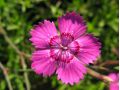 Dianthus deltoides 