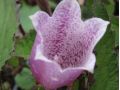 Campanula punctata 