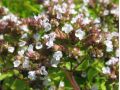 Origanum vulgare 