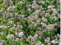 Origanum vulgare 