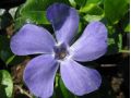 Vinca minor 