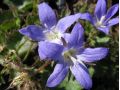 Campanula poscharskyana - zvonek