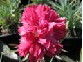 Dianthus × plumarius 