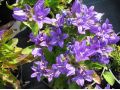 Campanula glomerata 