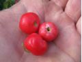 Gaultheria procumbens - libavka polehlá