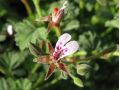 Pelargonium exstipulatum - pelargonie, muškát vonný