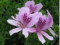 Pelargonium citriodorum - pelargonie, muškát vonný