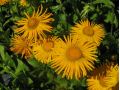 Inula helenium - oman