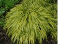 Hakonechloa macra 