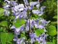 Plectranthus zuluensis - moud