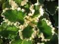 Plectranthus crassus - moud